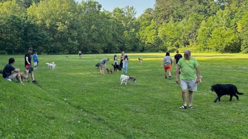 dogs and people at the dog park